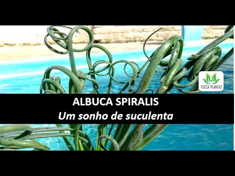 Vídeo: Albuca Plant Information - Aprenda sobre o cultivo de Albuca no jardim