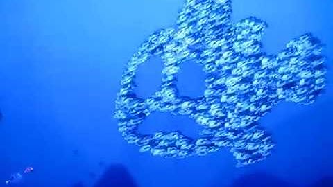 Finding Nemo - Will Somebody Please Give Me Directions