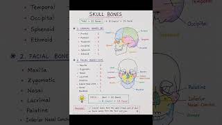 Skull Bones (22 Bones) | Easy Trick to Remember | Anatomy Notes #shorts