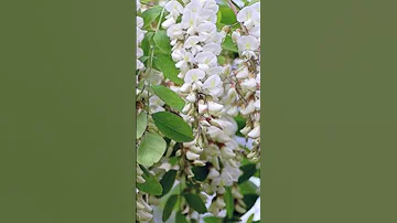 Когда белая акация выделяет нектар? #пчеловодство #bee