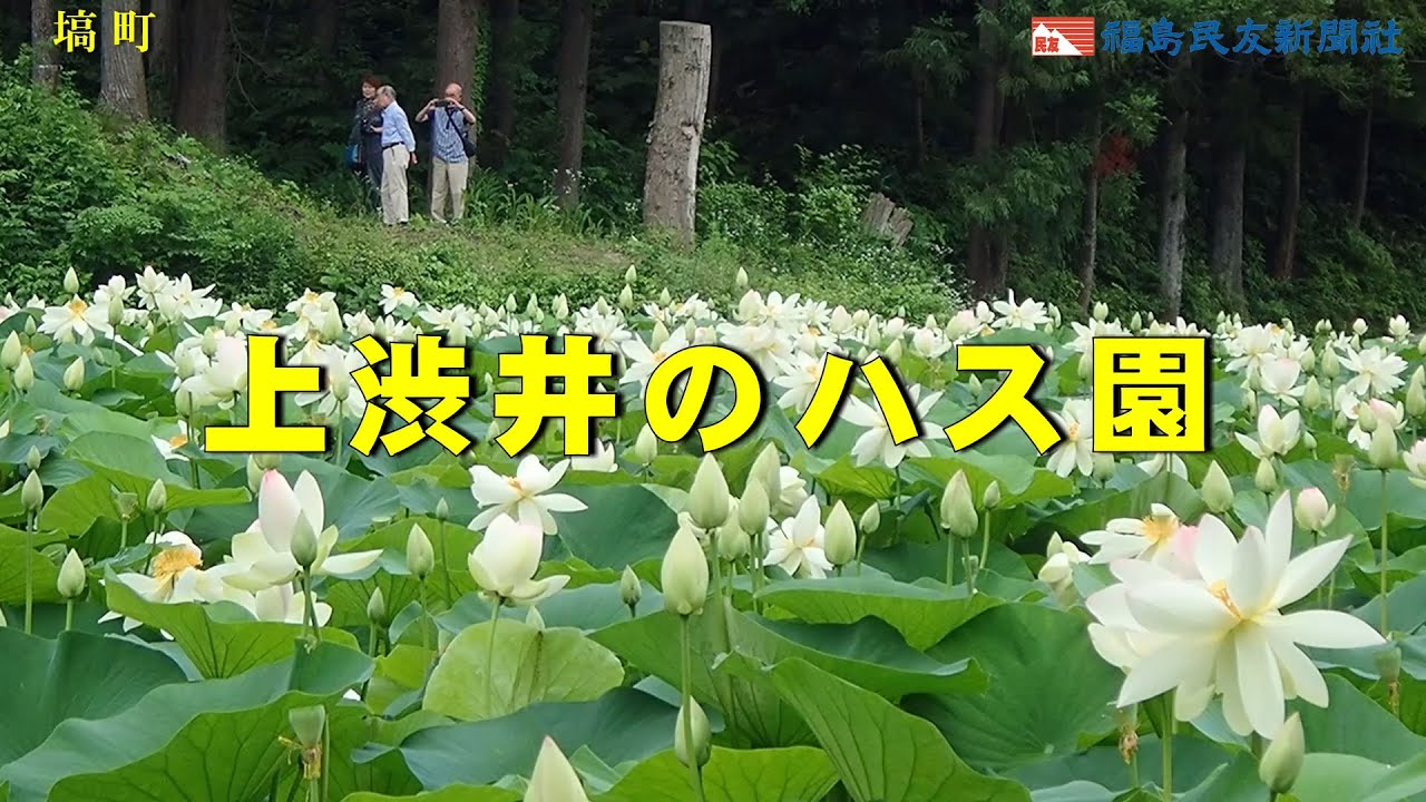 上 渋井 ハス 園