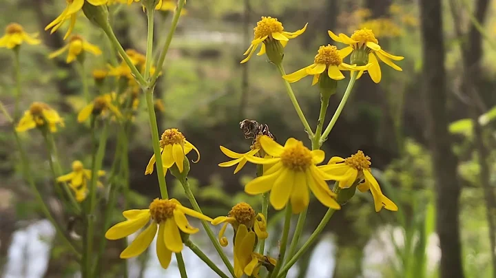 10 Missouri Fun Facts