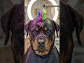 Rottweiler Gets a Funky Neon Mohawk Haircut 🐶💈🌈 | Funniest Dog Transformation! #Shorts