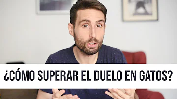 ¿Cómo saber si un gato está de duelo?