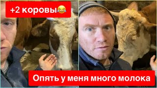 ПЛЮС 2 КОРОВЫ 😱😱😱 ШО ОПЯТЬ?