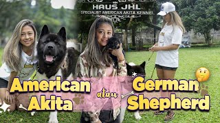DAILY VLOG | Pencarian Anjing Pengganti, American Akita?
