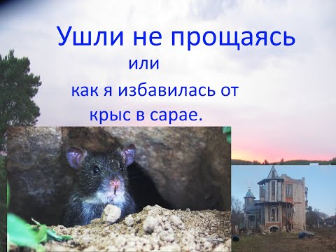 Как бороться крысами. Без яда и сложных заморочек.