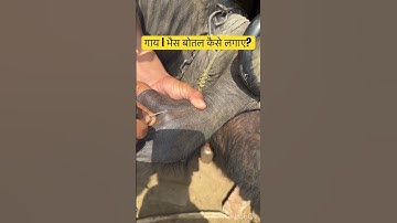Intravenous injection in cow & buffalo l dr Umar khan