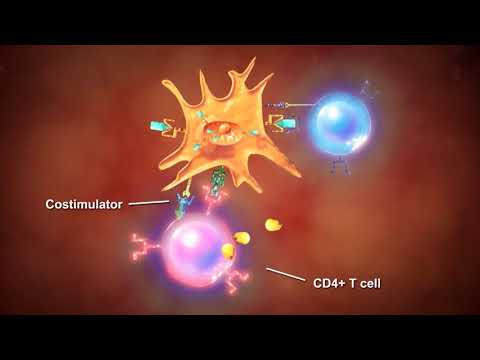 CD8 T- ლიმფოციტების მიერ სიმსივნური უჯრედების განადგურების პროცესი