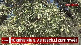 Mut Zeytinyağı Abde Tescil Aldı