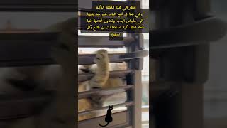 محاولة خروج القطة