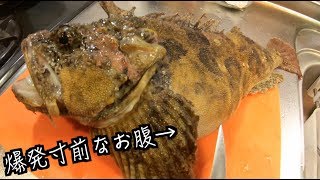 暴れカジカの爆発寸前なお腹を切ったらとんでもないものが流れ出てきた！！
