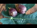 Chicago Hardy Fig Taste Testing Aug 2025