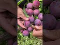 Best relaxing fruit tree farming  oddly satisfying fresh fruit  fruit ninja harvesting 555