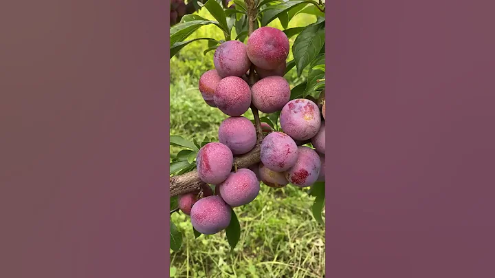 Best relaxing fruit tree farming | Oddly satisfying fresh fruit | Fruit Ninja Harvesting #555 - DayDayNews