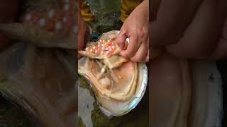 I was surprised to see so many treasures extracted from pearl clams #pearl #pearlhunter