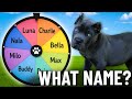 Live PUPPY Reveal...Help Us Pick the Perfect Name!