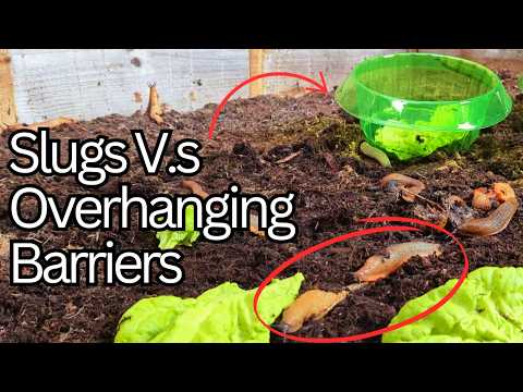 Slug collars / Slug fences - Can Slugs Get Past Them? Ep 6/9 *Slug barrier tests*