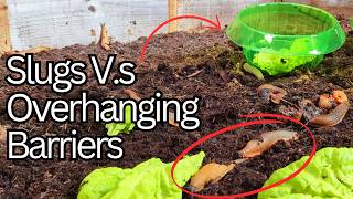 Slug Collars Slug Fences - Can Slugs Get Past Them? Ep 69 Slug Barrier Tests