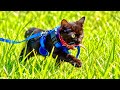 子猫に新しいハーネス装着したらすごいことになりました