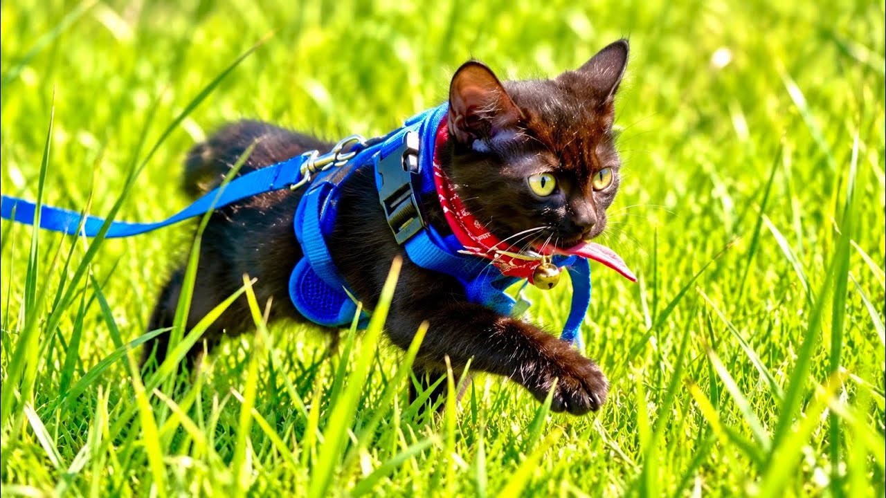 子猫に新しいハーネス装着したらすごいことになりました