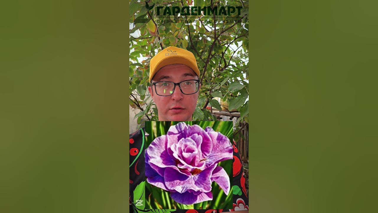 Выбираем ирисы: германские или сибирские #Гарденмарт_ассортимент - YouTube