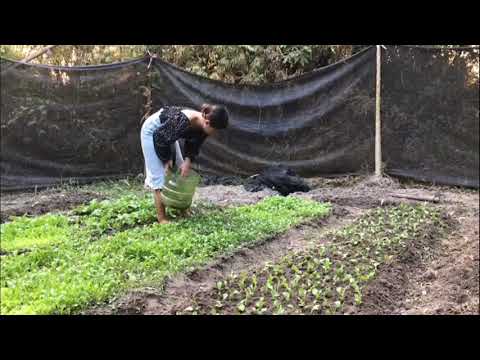 Video: How To Plant Spinach - Kawm Txog Kev Loj Hlob Spinach Hauv Lub Vaj