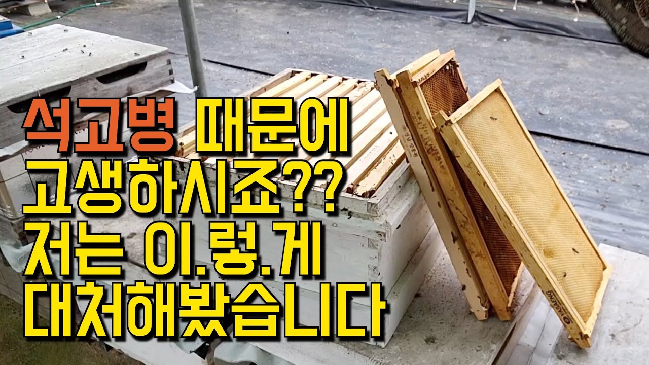 석고병이 잡히네요