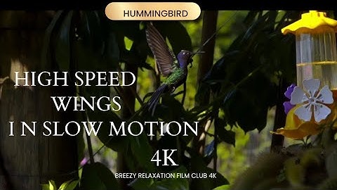 Hummingbird High speed wing in  Slow Motion -4k with Soft ambient Music