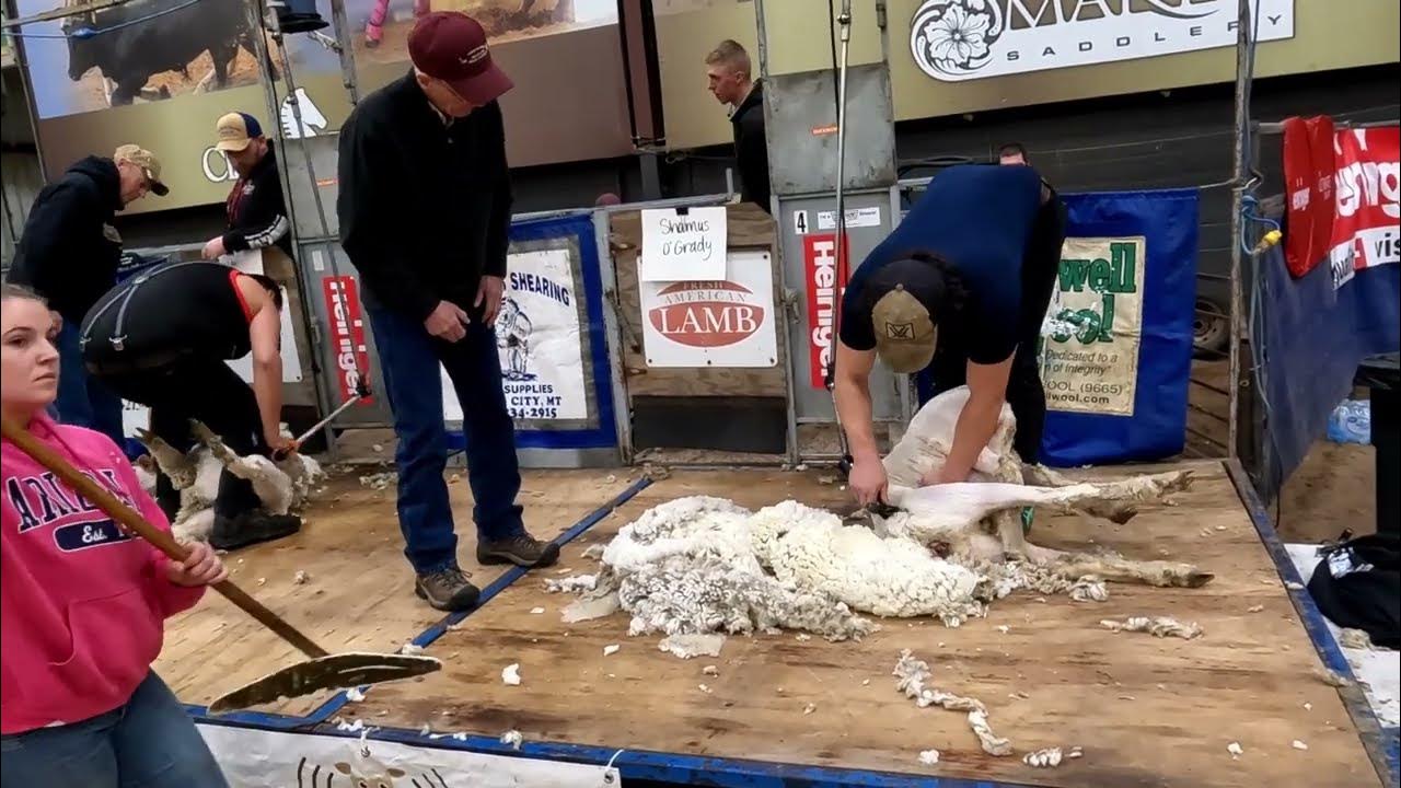 2023 Black Hills Stock Show Rapid City Shearing Contest YouTube
