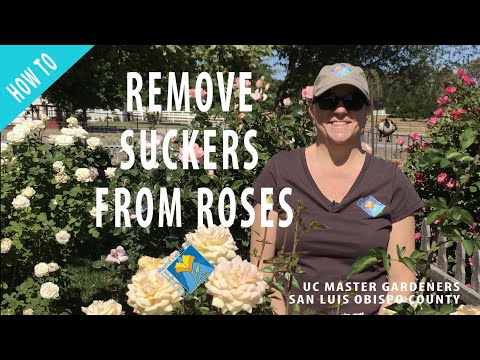 Video: What Is A Sucker On A Rose Bush: Lær om Sucker Growth On Roses