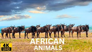 4K Kenya Yaban Hayatı Safarisi/Kenya'ya Büyük Göç Safari Masai Mara/Rahatlatıcı Müzik~Doğa Sesi