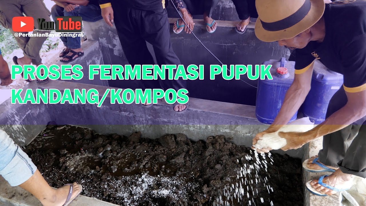 FERMENTASI PUPUK KANDANG BIAR TERSERAP SEMPURNA SAAT DIAPLIKASIKAN