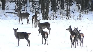 Олени одни осторожно выходят из леса, другие заходят || Red deer near the forest