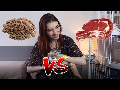 Vidéo: Comment Nourrir Votre Furet à La Maison