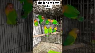 Green Fishar Tha King Of Love Bird