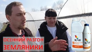 видео: Как ускорить деление рожков земляники? картинка: Как ускорить деление рожков земляники?