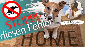 Warum Kotet mein Hund nach dem Gassi gehen in die Wohnung?