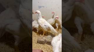 Shamo Aseel chicks #shamoaseel #aseellovers