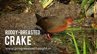 Ruddy-breasted crake | Indian Birds video @ProgressiveThought-birds screenshot 5