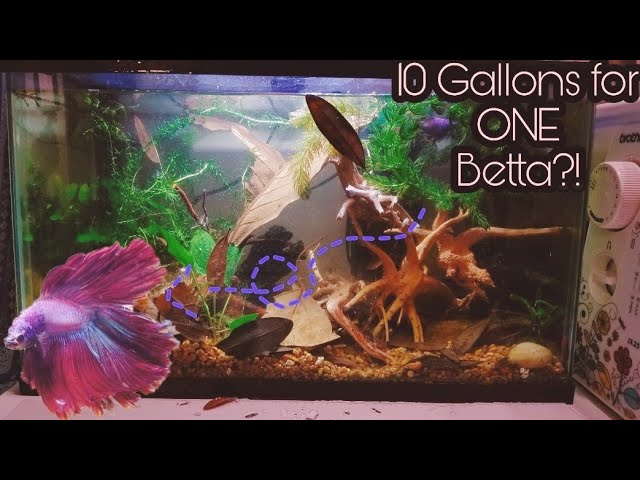 5 Tips and Tricks for Upgrading Your 10-Gallon Fish Tank – Aquarium Co-Op