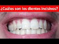 Cuales son los dientes incisivos