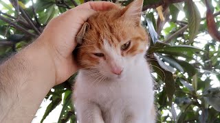 You will fall in love with this cute street cat by My street cats 161 views 1 year ago 2 minutes, 3 seconds