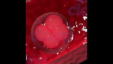 fertilization & Implantation in Human 3D animation video