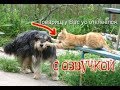 Приколы про котов с озвучой ДО СЛЁЗ – Смешные коты 2018 от Domi Show