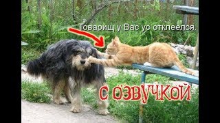 Приколы про котов с озвучой ДО СЛЁЗ - Смешные коты 2018 от Domi Show