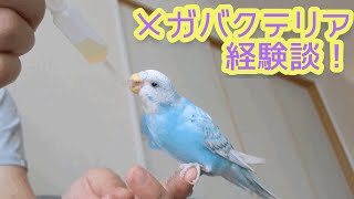 メガバクかもと思ったら見る動画