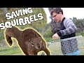 Trapping and Relocating Squirrels - An Examination