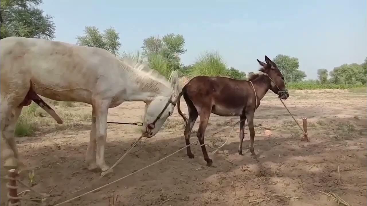 donkey-mating-youtube