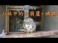 鳳凰谷鳥園生態園區 - 台灣最小的貓頭鷹  鵂鶹
